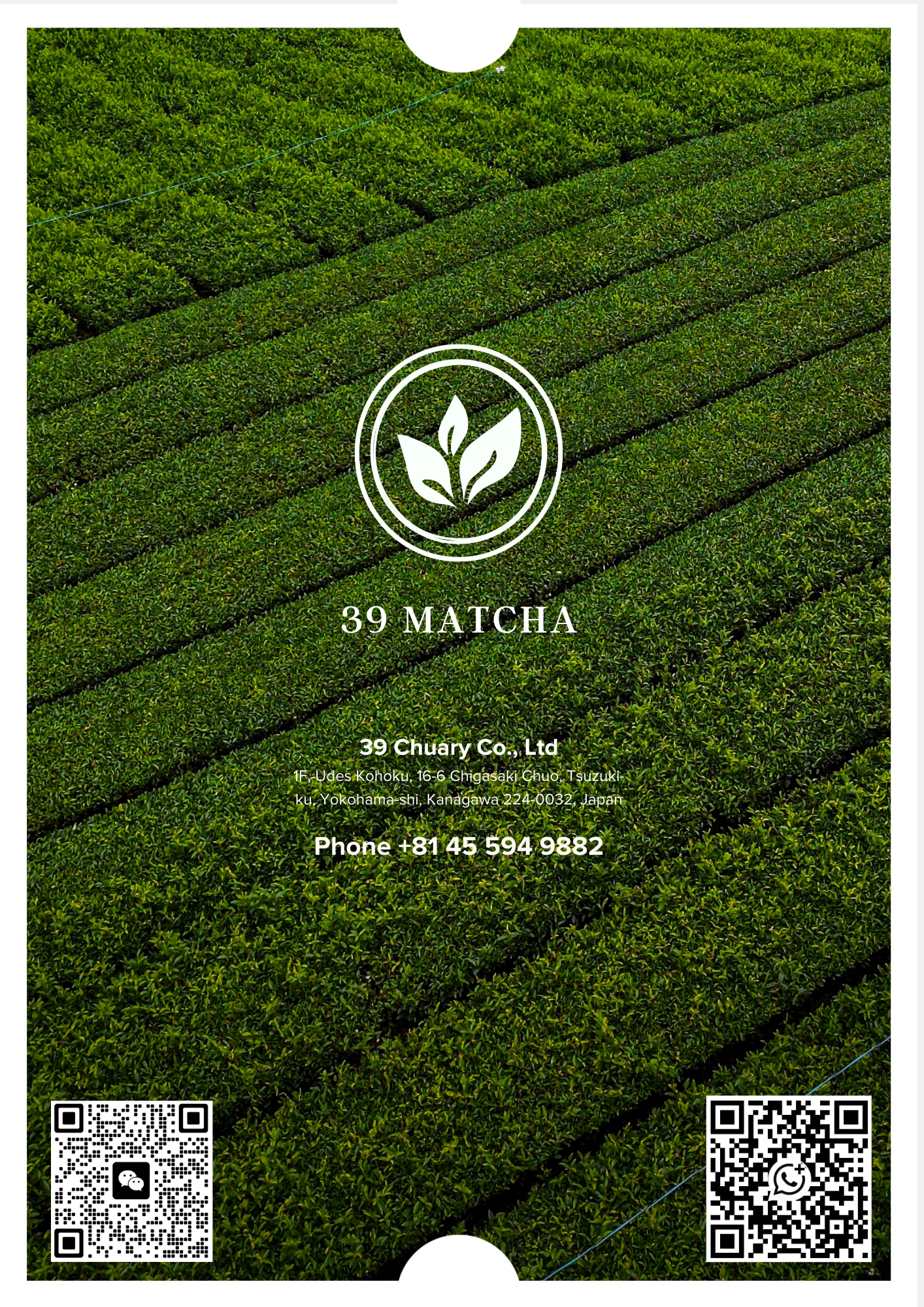 Contact 39 Matcha